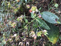 Trichodesma calycosum