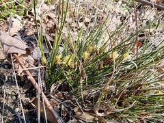 Carex humilis