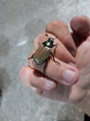 Pelidnota sanctijacobi