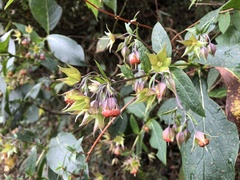 Trichodesma calycosum