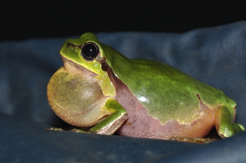 Eastern Tree Frog