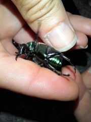 Pelidnota sanctijacobi