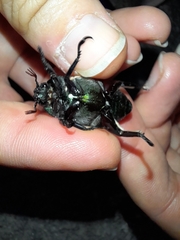 Pelidnota sanctijacobi