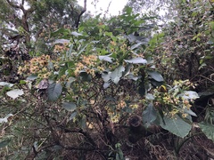 Trichodesma calycosum