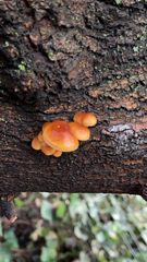 Flammulina velutipes