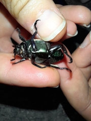 Pelidnota sanctijacobi