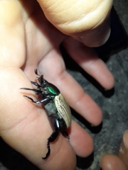 Pelidnota sanctijacobi