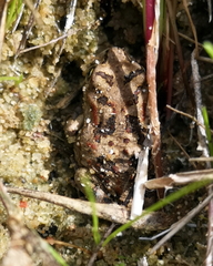 Vandijkophrynus angusticeps