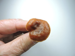 Melanoleuca melaleuca