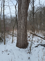 Quercus bicolor