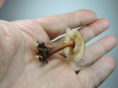Melanoleuca melaleuca