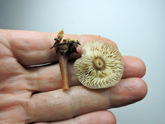 Melanoleuca melaleuca