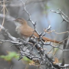 Tarphonomus certhioides