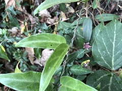 Vincetoxicum insulicola