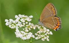 Satyrium pruni