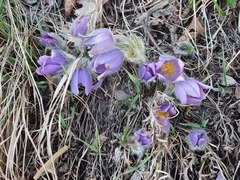 Pulsatilla grandis