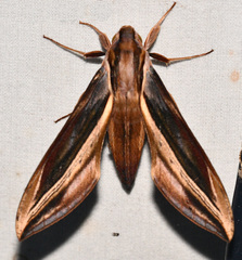Xylophanes pyrrhus