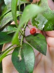 Schaefferia frutescens