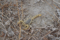 Mesobuthus mirshamsii