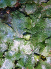 Conocephalum conicum