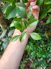 Schaefferia frutescens