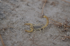 Mesobuthus mirshamsii