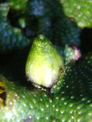 Conocephalum conicum