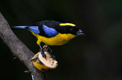 Anisognathus somptuosus