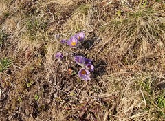 Pulsatilla grandis