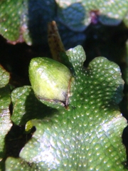 Conocephalum conicum