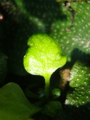 Conocephalum conicum