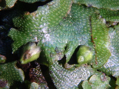 Conocephalum conicum