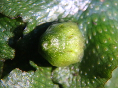 Conocephalum conicum