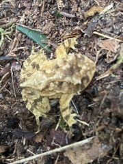 Proceratophrys schirchi