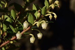 Gaultheria tenuifolia