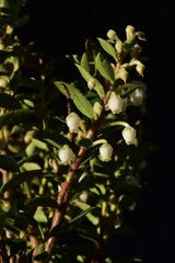 Gaultheria tenuifolia