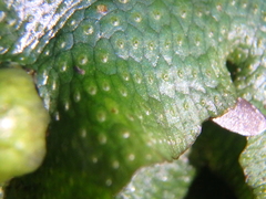 Conocephalum conicum