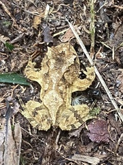 Proceratophrys schirchi