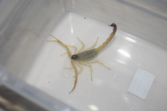 Hottentotta navidpouri