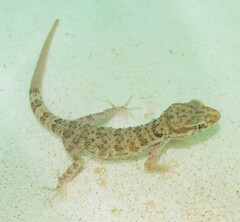 Bunopus tuberculatus