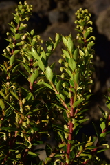Gaultheria tenuifolia