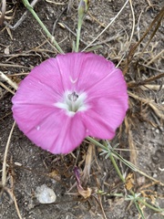Convolvulus chilensis