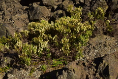 Gaultheria tenuifolia