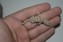 Bunopus tuberculatus