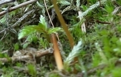 Climacium dendroides