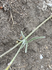 Convolvulus chilensis