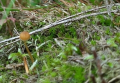 Climacium dendroides