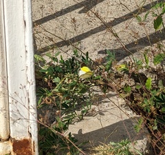 Eurema elathea