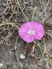 Convolvulus chilensis