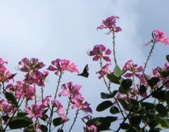 Battus polydamas